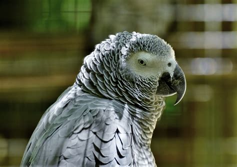 african grey parrot  birds  sale  texas bird breeder   bird