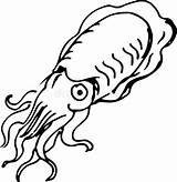 Seppie Illustrazione Seppia Cuttlefish sketch template