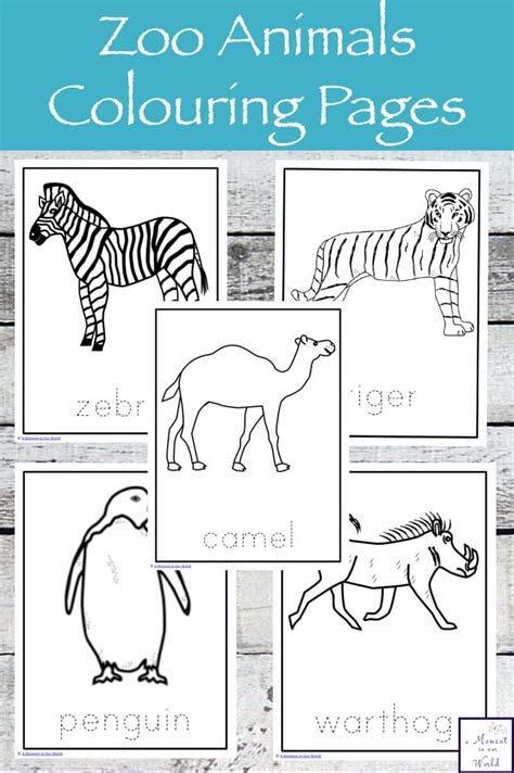 zoo animals coloring pages zebra