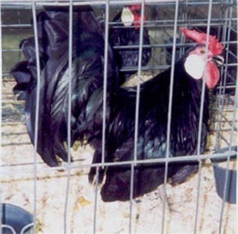 Black Rosecomb Bantam Chickens For Sale Cackle Hatchery