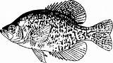 Crappie Coloring Pike Northern Clipart Clip Fish Cliparts Pages Finned Ray Drawings Library 470px 03kb Clipground sketch template
