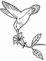 Coloring Pages Hummingbird Birds Flowers Normal sketch template