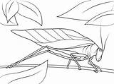 Katydid Saltamontes Cavalletta Insects Insect Mantis Stain Arthropods Imprimir Beetle Grasshopper sketch template