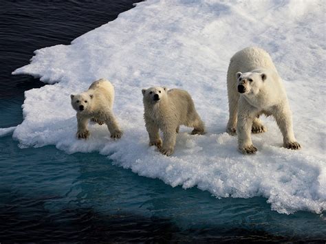 Arctic Refuge Oil Surveys Put Polar Bears In The
