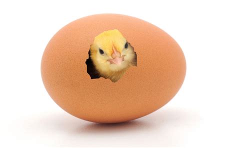 proven chicken came before the egg emirates24 7