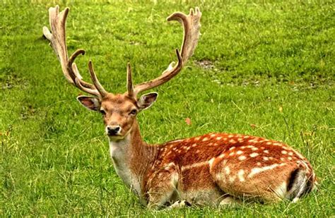 fallow deer description habitat image diet  interesting facts