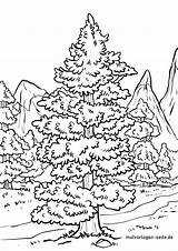 Conifer Nadelbaum Iglaste Drzewa Drzewo sketch template