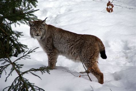 eurasian lynx read   hunt