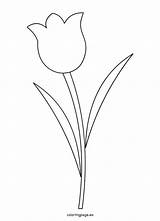 Tulips Templates Coloringpage sketch template