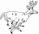 Coloring Pages Deer Hunting Whitetail Adult Printable Getcolorings Drawing Color Getdrawings Vector Print Colorings sketch template