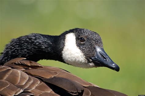 Hewlett Packard Employees At Risk Of Geese Attacks Huffpost