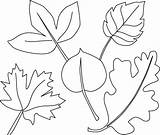 Jungle Coloring Pages Leaf Tree Colouring Pdf Safari Template Getdrawings Drawing Getcolorings sketch template
