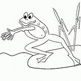 Broasca Colorat Desene Planse Amfibieni Cu Desenat Animale Balta Cheie Cuvinte Educative Trafic sketch template