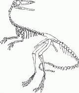 Skelett Fossil Dino Velociraptor Ausmalbilder Dinosaurs Dinosaurier Malvorlage Fossils Microraptor Pokemon Spinosaurus Coloringhome sketch template