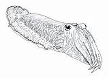 Cuttlefish Drawing Getdrawings sketch template