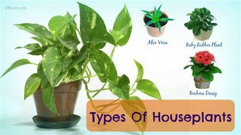 Types Of Houseplants That Clean Indoor Air And Lower Stress