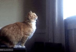 tired cat picture cat falling gifs bocghewasu