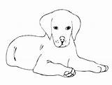 Cani Chien Colorare Retriever Cagnolino Malvorlagen Dog Cartoni Cartonidacolorare Belle sketch template