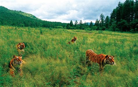 habitat fun  tigers