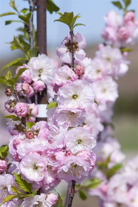 double flowering plum tree plant library pahls market apple