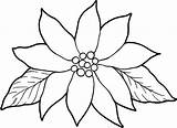 Poinsettia Coloring Flower Drawing Pages Outline Clipart Line Christmas Blooming Kids Color Poinsettias Drawings Print Gorgeous National Flowers Charming Clip sketch template