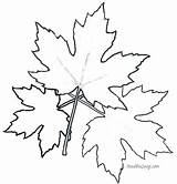 Maple Coloring Leaf Pages Toronto Sugar Colouring Tree Leaves Printable Color Getcolorings Leafs Print Drawing Getdrawings Oak Colorings sketch template