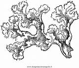 Muschio Disegno Lichens Tundra Misti Lichen Iceland Designlooter Clipground Disegnidacoloraregratis sketch template