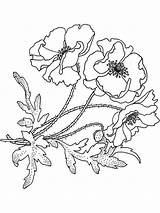 Flower Coloring Pages Poppy Realistic Bluebonnet Drawing Print Printable Getdrawings Flowers Recommended sketch template