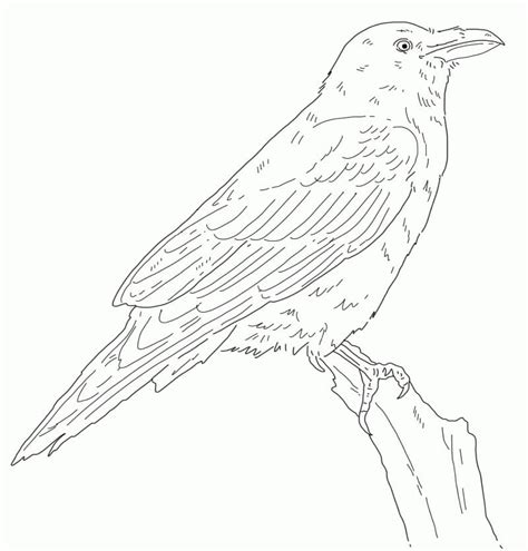 raven  coloring page  printable coloring pages  kids