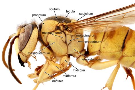 hornet morphology na hornet screening tool