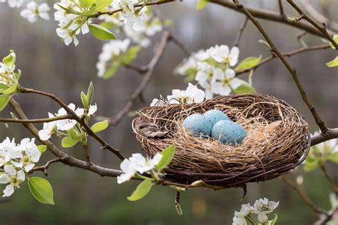 types  bird nests