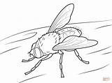 Coloring Pages Fly Bug Lightning Drawing Insect Kids Color Colouring Firefly Colorings Template Dingo Fishing Getdrawings Drawings Printable Fireflies Getcolorings sketch template