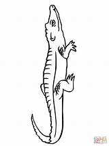 Crocodile Coloring Pages Printable Realistic Clipart Supercoloring Clipartmag Drawing Categories sketch template