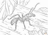 Ant Bullet Coloring Pages Wood Red Drawing 48kb 1199 Ants sketch template
