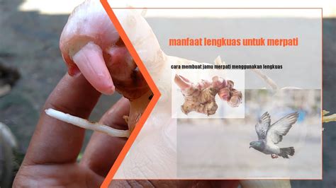 tahu  membuat jamu lengkuas  manfaat lengkuas