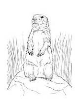 Prairie Dog Coloring Standing Pages Printable Color sketch template