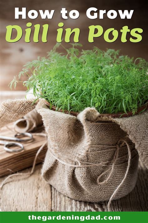 grow dill  seed  quick tips   grow dill dill