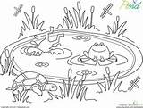 Habitat Frogs Activities Ranas Infantiles Estanques Estanque Habitats Colorier Leerlo Lire Sapo Lagoa Farm étang sketch template