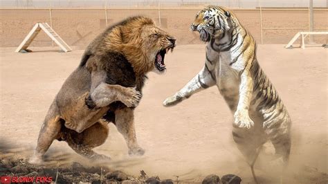Lion Vs Tiger Real Fight Tiger Vs Lion Blondi Foks