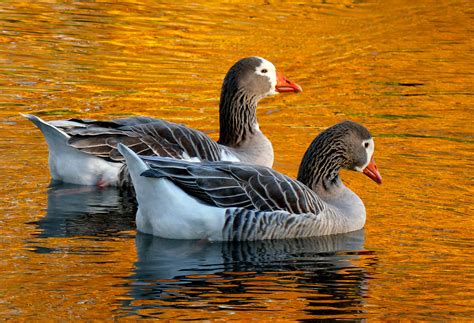 on golden ponds pilgrim geese it is difficult to tease t… flickr