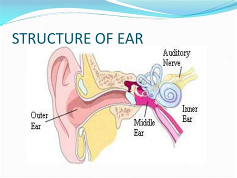 Ppt The Human Ear Powerpoint Presentation Free Download Id 9661408