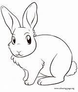 Coloring Bunny Rabbit Pages Cute Bunnies Rabbits Colouring Color Baby Printable Print Drawing Kids Real Animal Sword Diamond Mine Craft sketch template