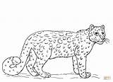 Leopard Amur Coloring Template Snow Pages sketch template