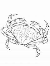 Krab Crabe Crabs Kolorowanki Buey Horseshoe Colorear Dungeness Dzieci Bestcoloringpagesforkids Supercoloring Coloriages Mascaras Wydruku sketch template
