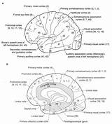 Brodmann Areas Brain Cortex Anatomy Primary Visual Consciousness Modularity Return sketch template