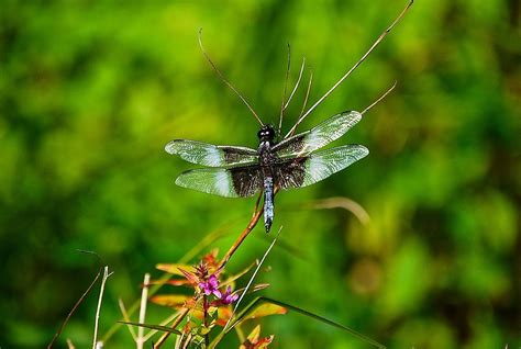 zen dragonfly  photograph  suzanne mcdonald fine art america