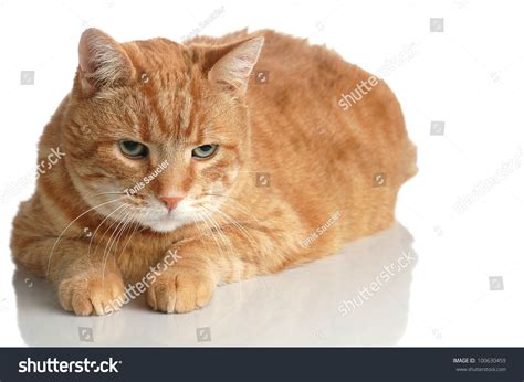 A Fat Orange Tabby Cat Poses Lying Down On White With A