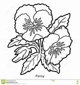 Pansy Coloration sketch template