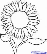 Sunflower Outline Drawing Drawings Clipart Draw Step Flower Sunflowers Coloring Color Line Kids Flowers Clip Easy Pages Designs Clipartmag Tutorial sketch template