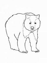 Orso Bestcoloringpagesforkids Stampare sketch template